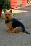 Australian Terrier