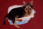 Australian Terrier