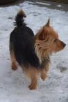 Australian Terrier