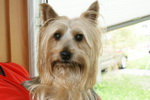 Australian Silky Terrier